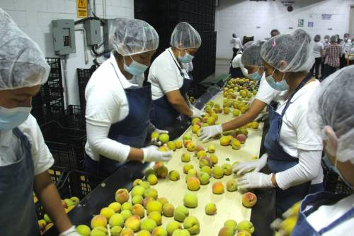 La selecci&oacute;n de los melocotones se hace bajo un estricto sistema sanitario para garantizar la calidad de la fruta. (Foto: Fredy Hern&aacute;ndez/Soy502)