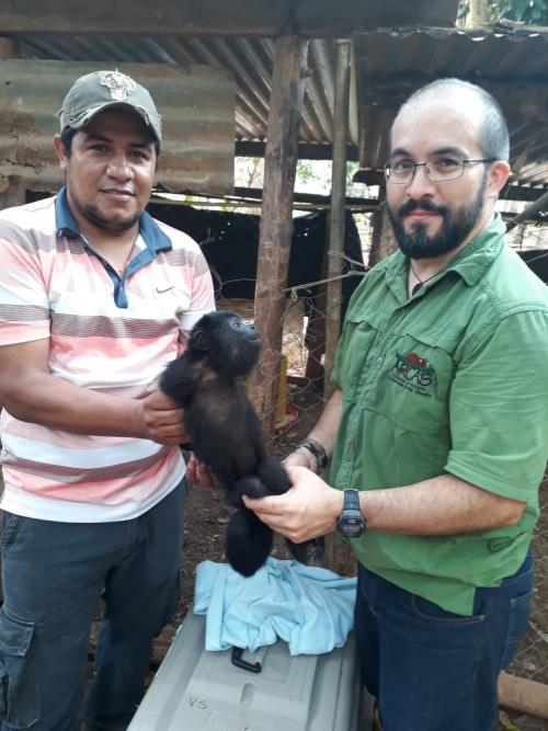 Los monos fueron evaluados antes de ser llevados a una zona segura para su liberaci&oacute;n. (Foto: Conap)