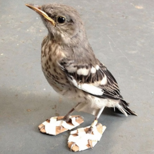 As&iacute; lucen los zapatos ortop&eacute;dicos del p&aacute;jaro