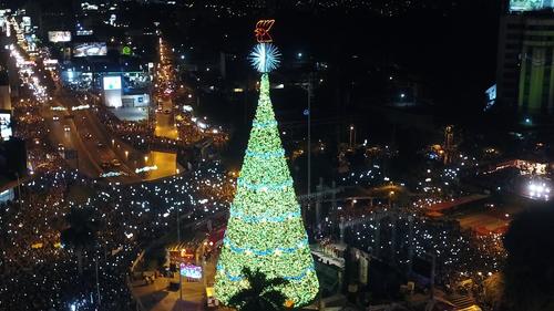 Festival &Aacute;rbol Gallo