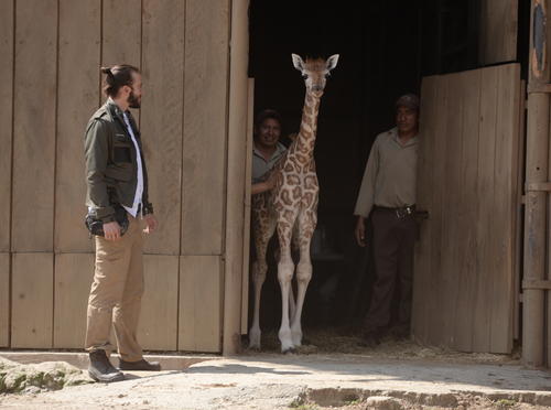 La jirafa salió por primera vez a su patio ante la mirada de los curiosos. (Foto: Wilder López/Soy502)