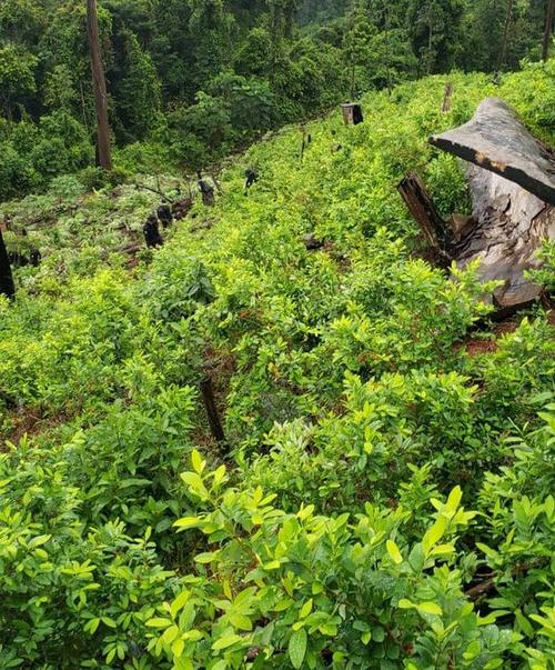 Plantaciones de cocaína se localizaron en Izabal. (Foto: PNC) 