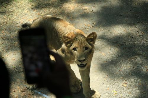 Un le&oacute;n joven se acerca a los autom&oacute;viles, por lo que es necesario seguir todas las medidas de seguridad. (Foto: Inguat)