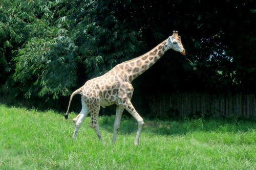 Las jirafas son unos de los animales m&aacute;s mansos, al punto que puedes acercarte para alimentarlas. Esto debes consultarlo en el ingreso. (Foto: Inguat)