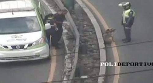 El perro fue trasladado a un albergue para mascotas en Mixco. (Foto: captura pantalla) 