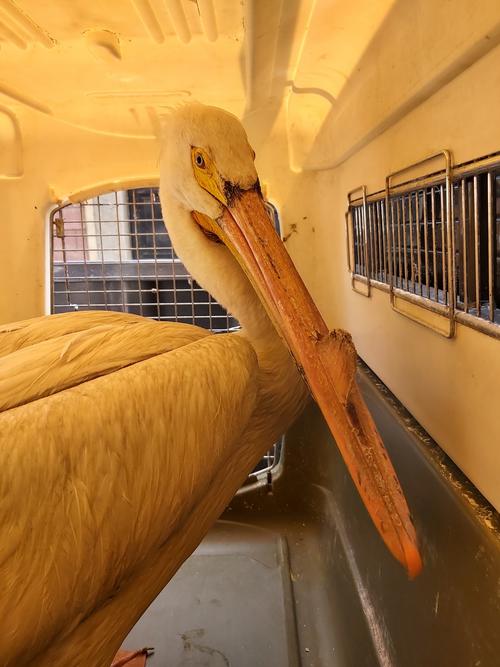 (Foto: Antigua Exotic)