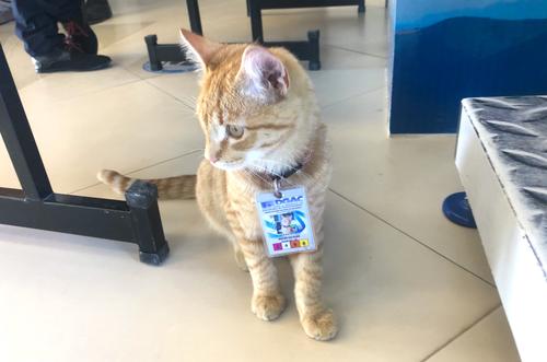 El gato se encarga de vigilar varias partes de la terminal aérea. (Foto: Fredy Hernández/Soy502)