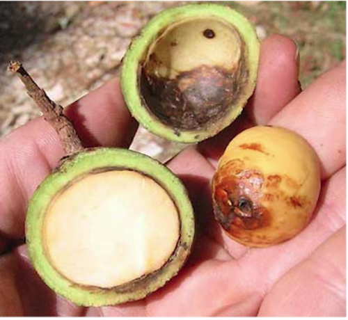 As&iacute; luce el aguacate silvestre. (Foto: Cerebro Digital)