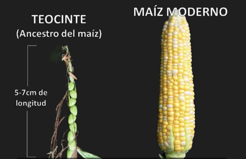 Ancestro del ma&iacute;z. (Foto: Cerebro digital)