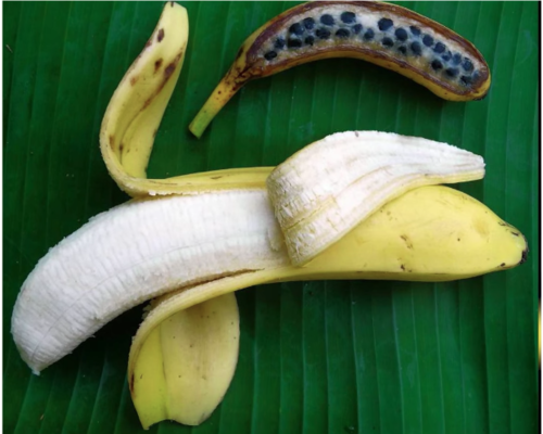 (Foto: Cerebro Digital)