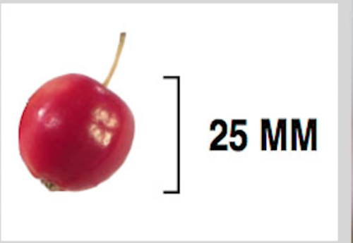 As&iacute; era el durazno. (Foto: Cerebro digital)