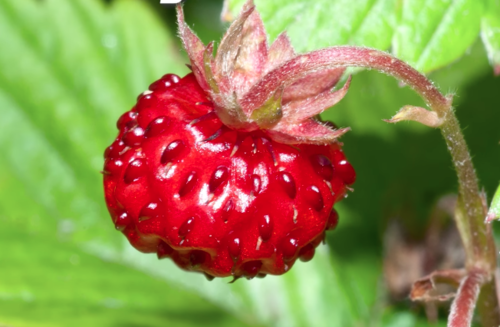 La fresa salvaje tiene mejor sabor. (Foto: Cerebro digital)