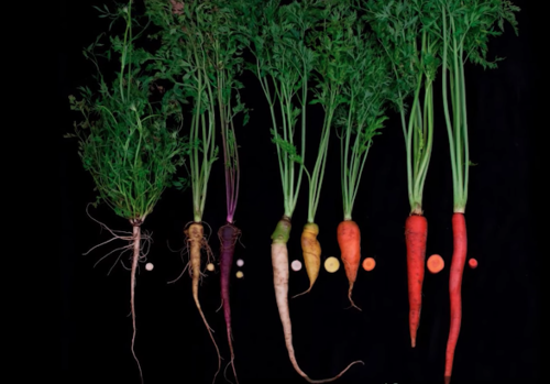 (Foto: Cerebro Digital)