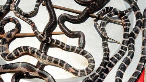 “krait taiwanés” o “cobra china” (Foto Nius)