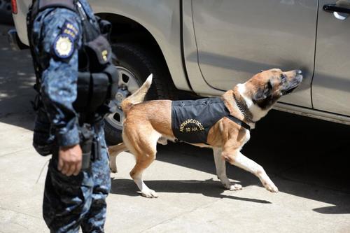Los agentes K9 son entrenados en la Escuela Centroamericana de Entrenamiento Canino. (Foto: archivo/Soy502) 