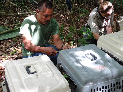 Los personeros del CONAP despidieron a los monos con un toque de nostalgia tras convivir varios años en el Centro de Rescate. (Foto: CONAP)