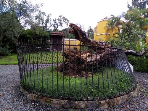 Las raíces no soportaron la carga de agua que recibió la noche del viernes y el árbol cedió. (Foto: Facebook/Willie Lira)