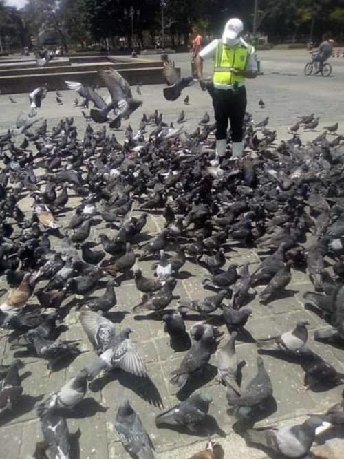 PMT alimentando a las palomitas. (Foto Facebook)