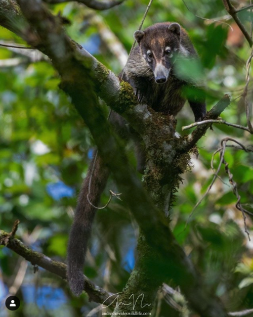 (Fotograf&iacute;a: @andresnovales_wildlife)