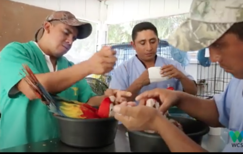 Las guacamayas fueron criadas hasta llegar a una etapa juvenil. (Foto: WCS)