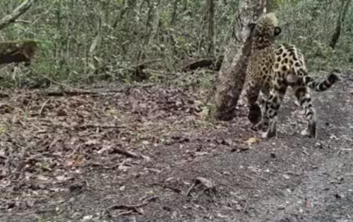 Jaguar. (Foto: CÃ¡mara trampa Wcs Guatemala y Fundaeco)