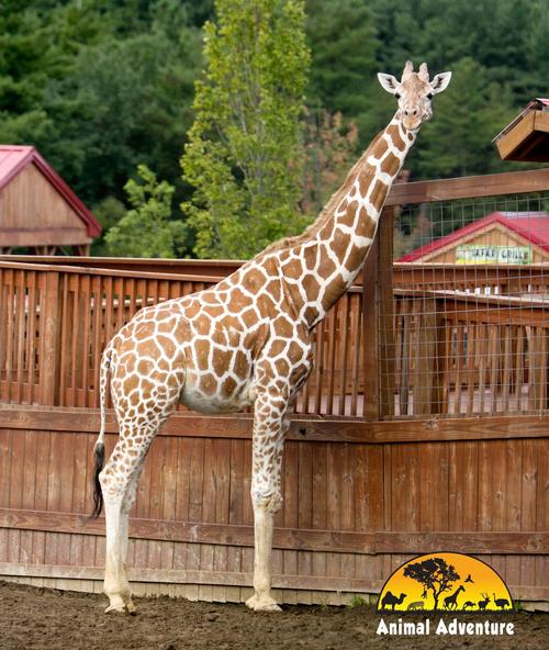 La jirafa fue diagnosticada con osteoartritis en junio del 2020 y su salud se deterioró en pocos meses. (Foto: Animal Adventure Park)