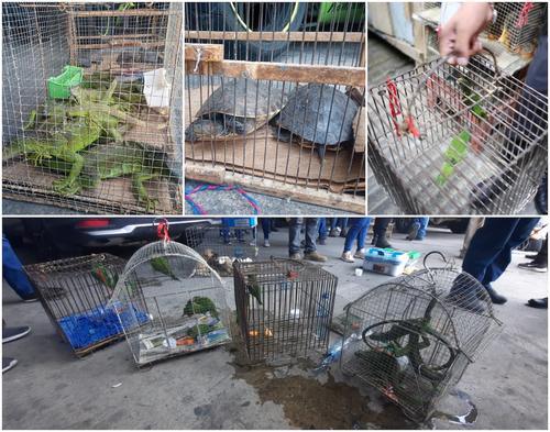 animales silvestres, el guarda, delitos ambientales