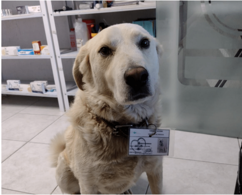 El perro se caracteriza por estar atento a todo lo que ocurre dentro de la farmacia. 