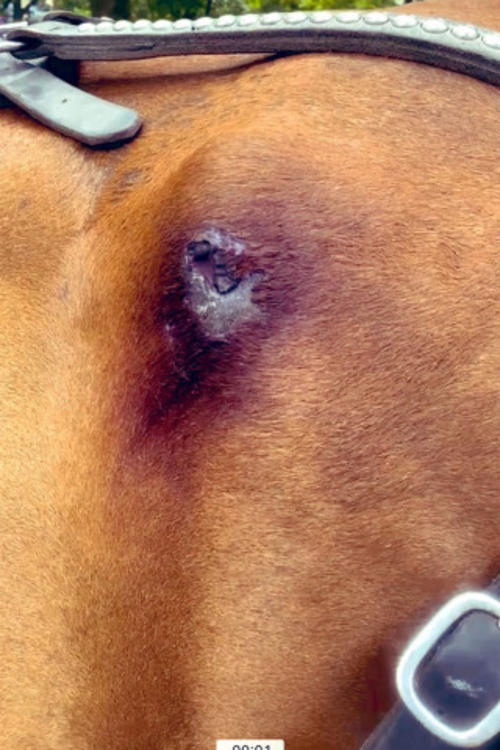 La herida y el estado f&iacute;sico del caballo preocupa a la organizaci&oacute;n. 