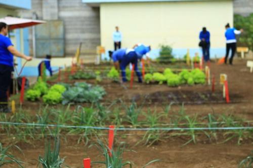 Las reclusas trabajan en la cosecha de hortalizas. (Foto: SP)