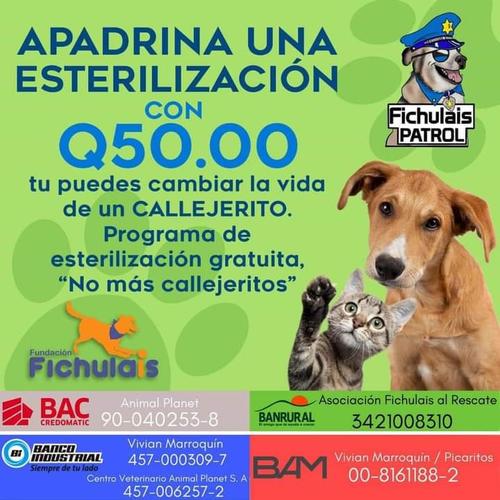 As&iacute; puedes apoyar (Imagen: Facebook Fundaci&oacute;n Fichulais)