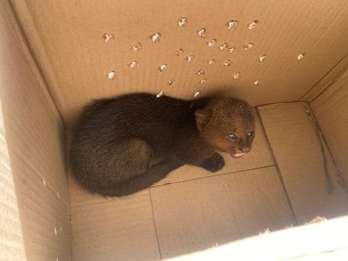 El pequeño jaguarundí será cuidado hasta que pueda ser reintroducido a su hábitat. (Foto: Policía Nacional Civil)