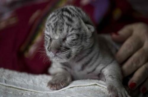 Es la primera tigresa blanca nacida en el zoológico de Nicaragua. (Foto: CNN)
