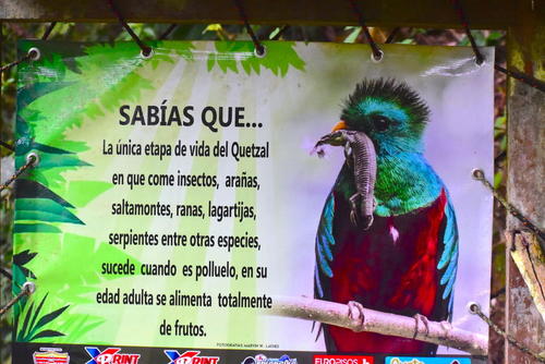 En este sitio se determinó que los polluelos de quetzal se alimentan de reptiles en su etapa de crecimiento. (Foto: Fredy Hernández/Soy502)