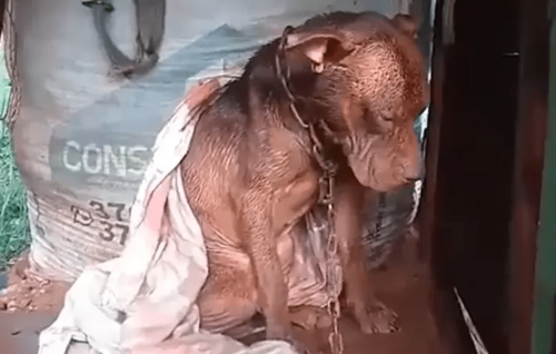 perro desnutrido en Argentina