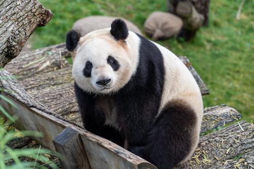 La población de sos panda en estado salvaje aumentó en 1,800 lo que permite dejar de estar en peligro de extinción. (Foto: Unsplash)