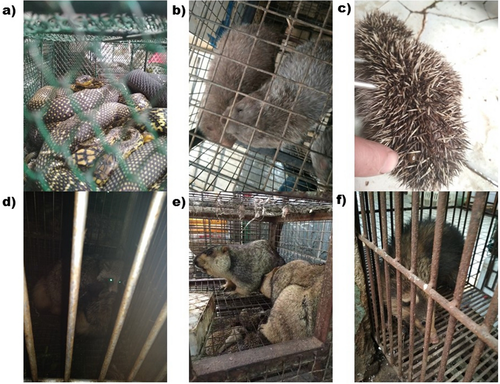 Estos animales son vendidos en el mercado de animales de mar de Huanan en condiciones insalubres. (Foto: Estudio científico de Xiao Xiao y su equipo)