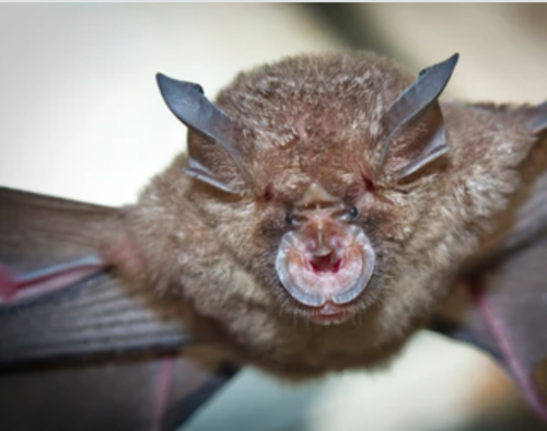 El murciélago de herradura porta una cepa similar al actual coronavirus que infectó a humanos. (Foto. Shutterstock)