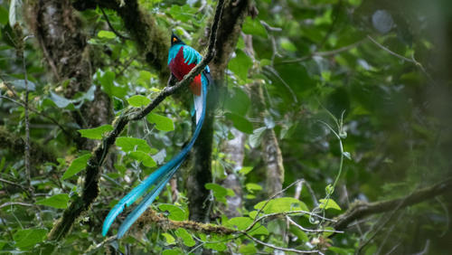 El Quetzal también ha sido parte de las fotos destacadas por CNN. (Foto: @hartmannphotography_adventures)