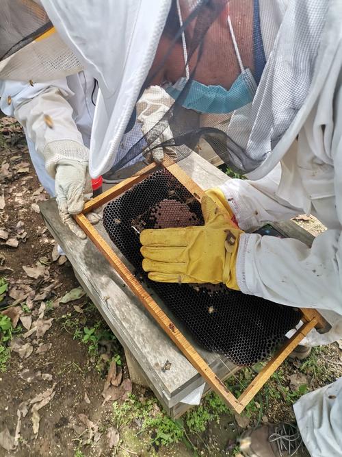 El personal se asegura de determinar qué ocurrió con las abejas. (Foto: Bee Cabañas<)