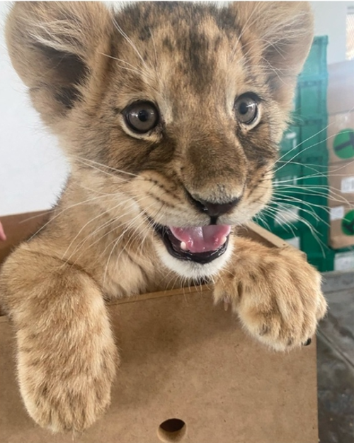La leona fue trasladada al Zoológico San Jorge para determinar su estado de salud. (Foto: Milenio)