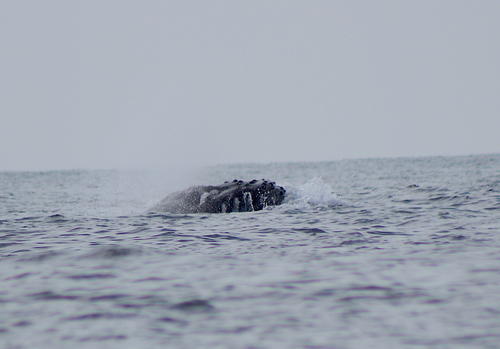 La bióloga Varinia Sagastume observó un grupo de seis ballenas el último fin de semana en las aguas del Pacífico guatemalteco. (Foto: Variani Sagastume)
