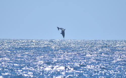 Un delfín se sumerge tras haber realizado un salto mientras varias personas lo observan y lo documentan. (Foto: Fredy Hernández/Soy502)