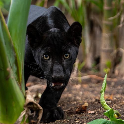 La jaguar melánica es una cachorra juguetona que ahora podrás apreciar en la zona 13. (Foto: FAMPhoto)