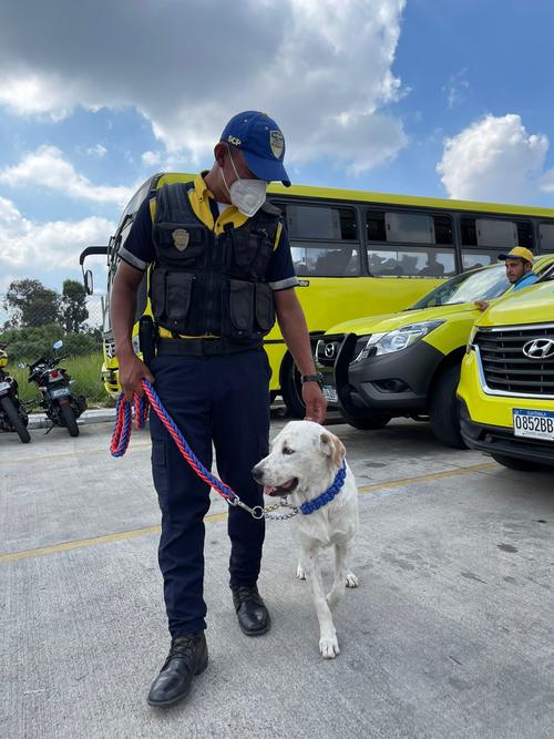 c3c242d4 3e4f 4765 ab52 c9433d2fb501 Usuarios en redes sociales compartieron su indignación por un video que muestra el momento en que un carro de la Policía Municipal de Santa Catarina Pinula atropella a un perro.
