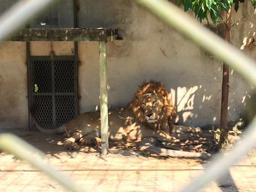 El león formaba parte de una colección privada de animales y estaba registrado ante el Conap. (Foto: Turicentro Santa Isabel)