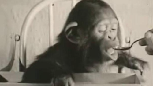 La chimpancé no sobrevivió al ser separada de su familia humana. (Foto: Oficial)