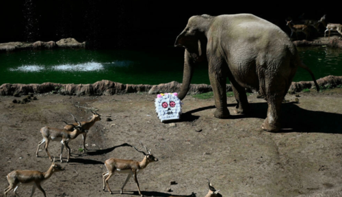 Trompita con su sospresa. (Foto: AFP)