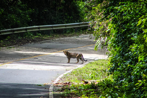 Un jaguar hembra cruzó la carretera y se cercioró que no pasaba nada para que su cría cruzara. (Foto: Herbert Chen)