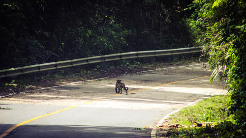 La cría de jaguar sigue a su madre. (Foto: Herbert Chen)